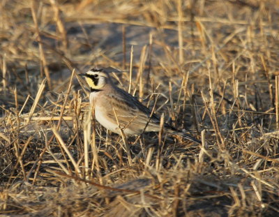 Horned Lark IMG_9561.jPG