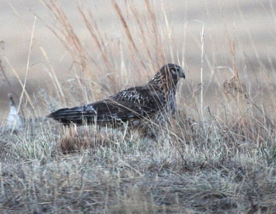 Northern Harrier  Sage Grouse Lek IMG_9676.jpg