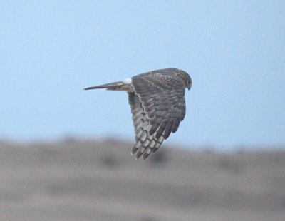 Northern Harrier Sage Grouse Lek IMG_9681.jpg