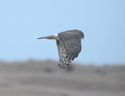 Northern Harrier  Sage Grouse Lek IMG_9681.jpg