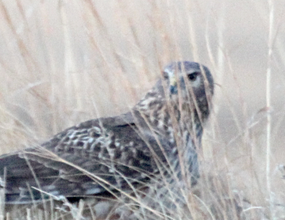Northern Harrier  Sharp-Tailed Grouse Lek IMG_9677 a.png