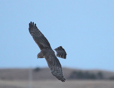 Northern Harrier  Sharp-Tailed Grouse Lek IMG_9679.jpg