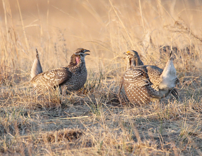 Sharp-Tailed Grouse IMG_9779.PnG
