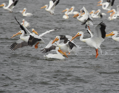 White PelicansIMG_9638.PnG