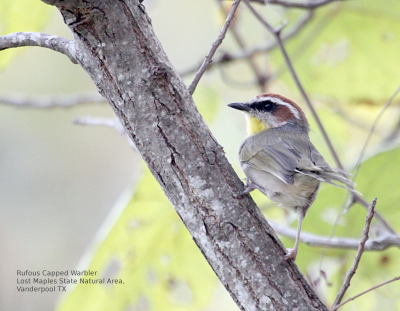 Rufous Capped Warbler IMG_0102.PnG