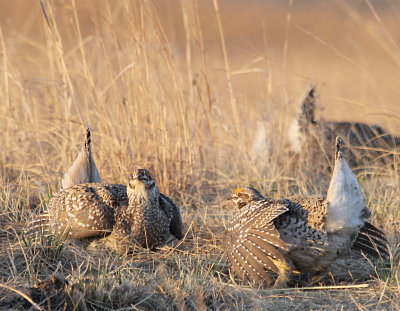 Sharp-Tailed Grouse IMG_9773.jPG