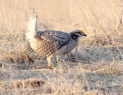 Sharp-Tailed Grouse IMG_9776.jPG