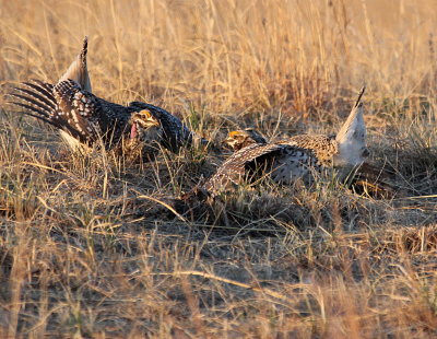  Grouse IMG_9765.jpg