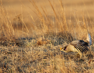 Sharp-Tailed Grouse IMG_9805.PnG