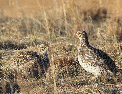 Sharp-Tailed Grouse IMG_9902.jPG