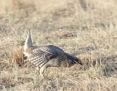 Sharp-Tailed Grouse IMG_9913.PnG