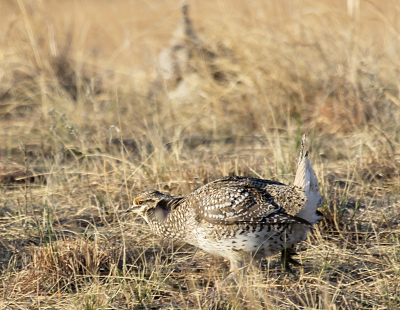 Sharp-Tailed Grouse IMG_9921.PnG