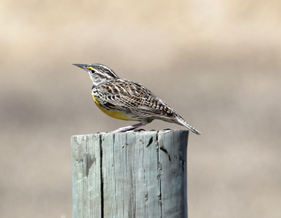 W. Meadow Lark IMG_8991.PnG