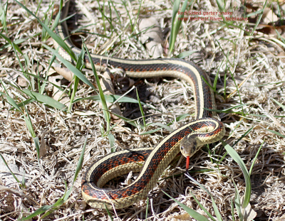 Gartersnake sun IMG_9277.PnG