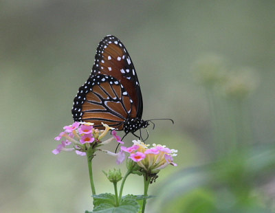 Gratuitous butterfly IMG_0004.PnG