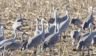 Cranes walking IMG_0069.JPG