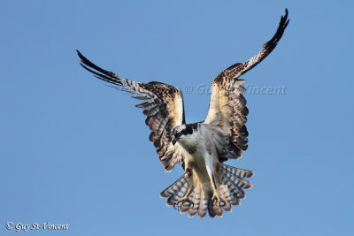 Magestuous Osprey