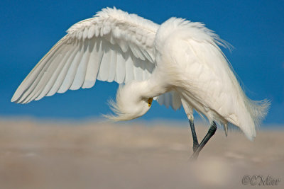 Snowy Egret Preening