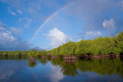 Mangrove Shoreline