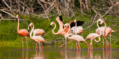 American Flamingo