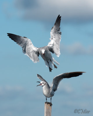 Laughing Gull