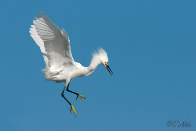 About to Land