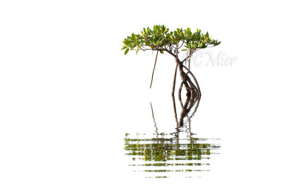 Mangrove Art