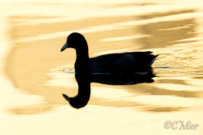 Black Gold