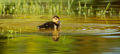 Glowing Reflections with a Duckling