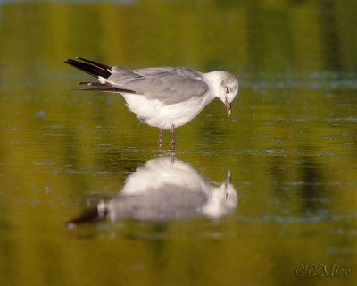 My Reflection