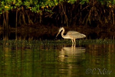 In Golden Light