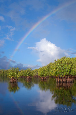 Rainbow and Mangroves