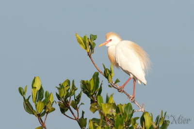 Breeding Plumage