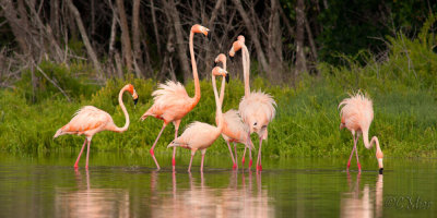 Flock of Flamingos