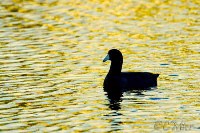 Golden Ripples