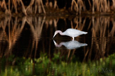 Framed By Reflections
