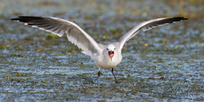 Angry Bird