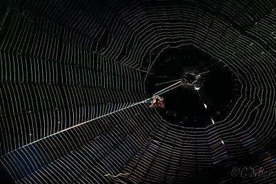 Alien 1