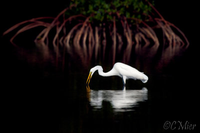 A Mangrove Background