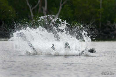 Brown Pelicans Diving