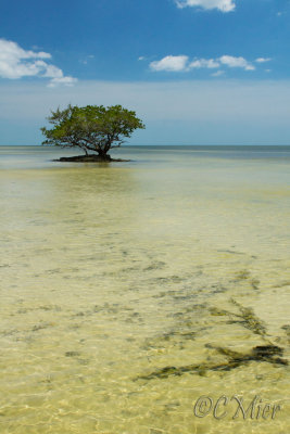 Alone on an Island