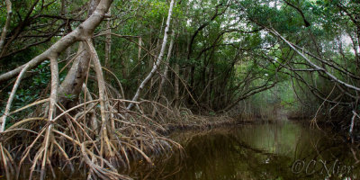 Coot Creek