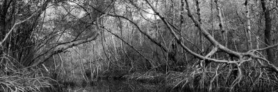 Coot Creek