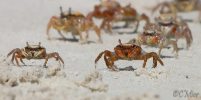 Fiddler Sand Crab
