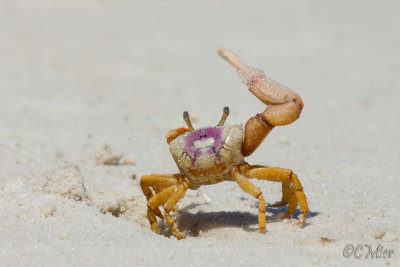Male Fiddler Crab Display