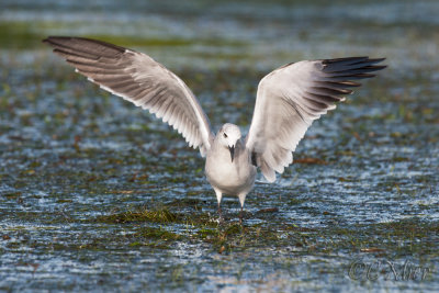 Pretty Bird