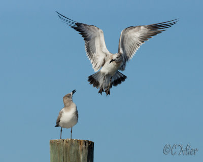 Laughing Gull
