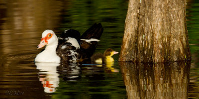 Mother Duck