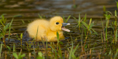 Little Yellow