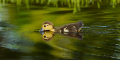 Duckling Reflecting